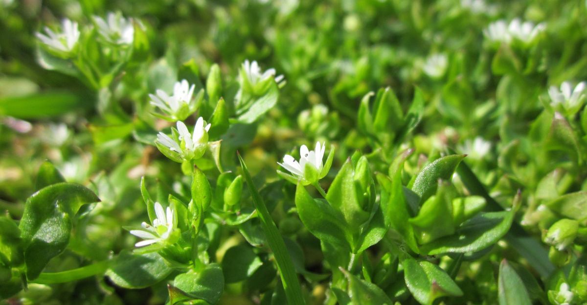 Chickweed image